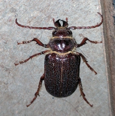 Sceleocantha glabricollis