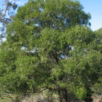 Acacia maidenii