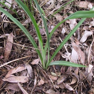 Arthropodium glareosorum