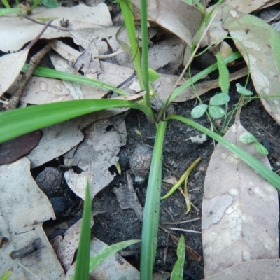 Arthropodium glareosorum