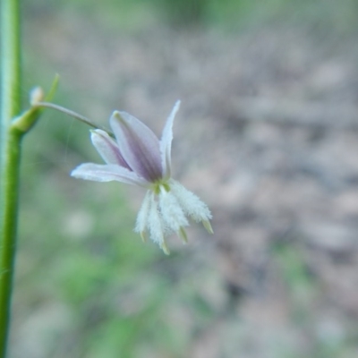 Arthropodium glareosorum