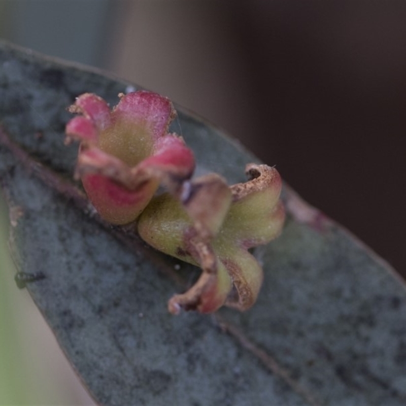 Schedotrioza sp. (genus)