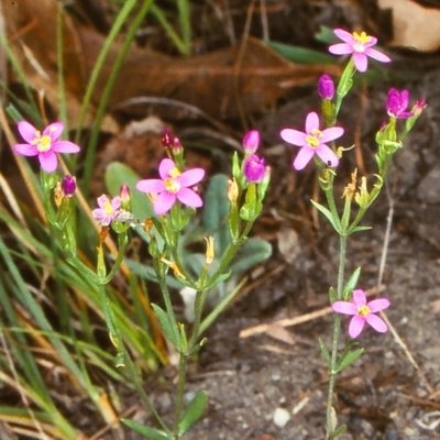 Schenkia australis