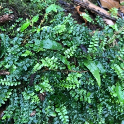 Arthropteris beckleri