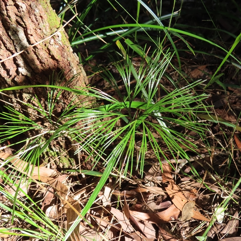 Schizaea dichotoma