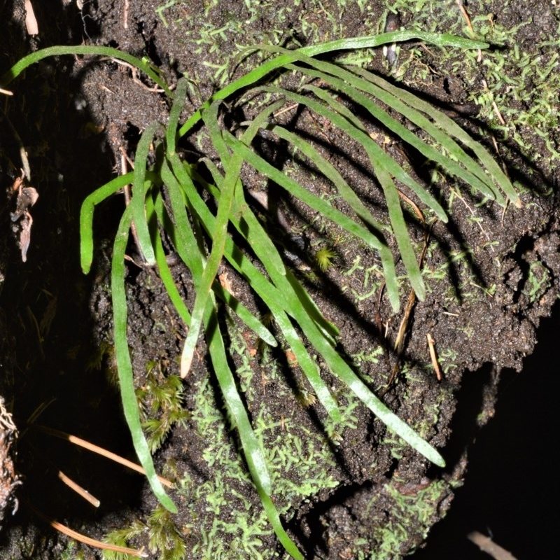 Schizaea rupestris