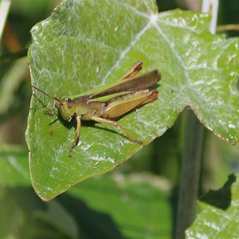 Schizobothrus flavovittatus