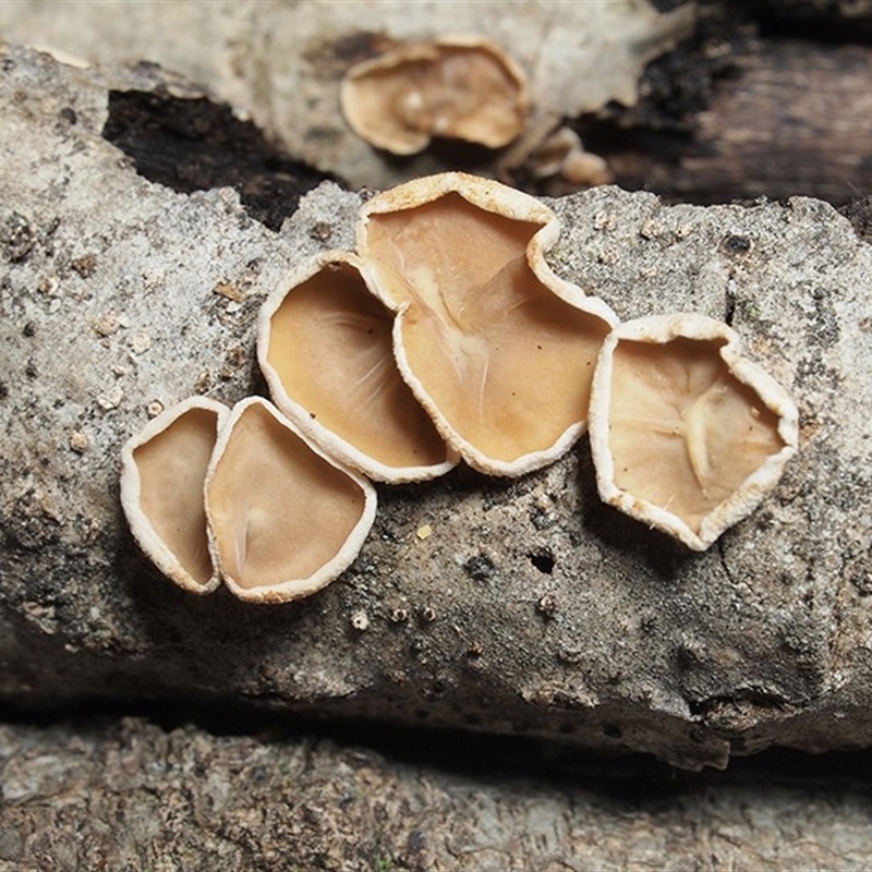 Schizophyllum amplum