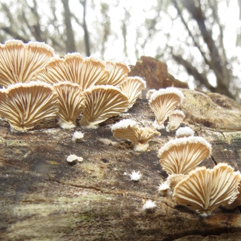 Schizophyllum commune