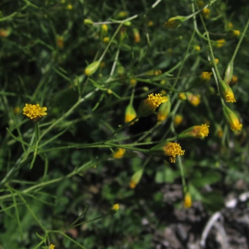 Schkuhria pinnata