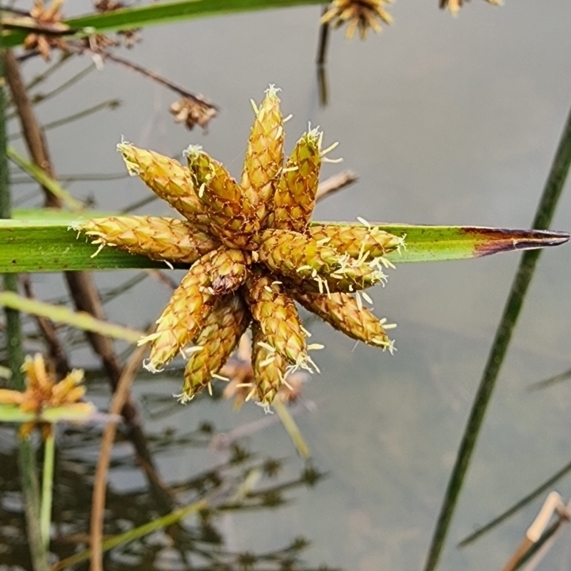 Schoenoplectiella mucronata