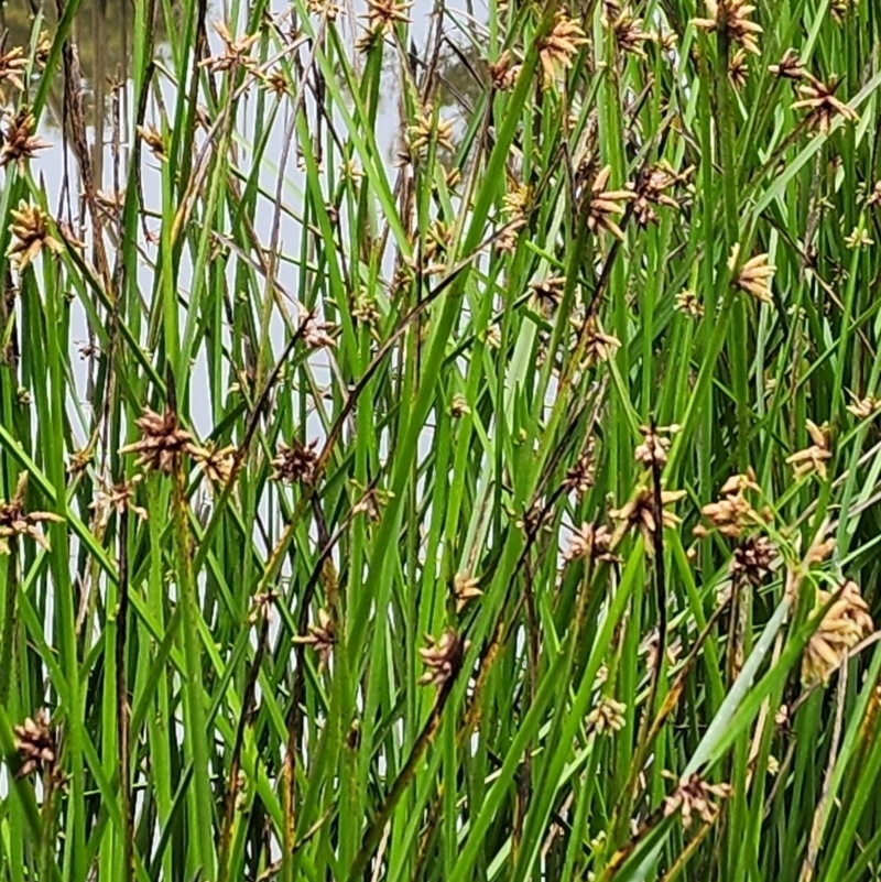 Schoenoplectiella mucronata