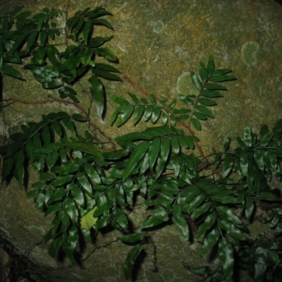 Arthropteris tenella