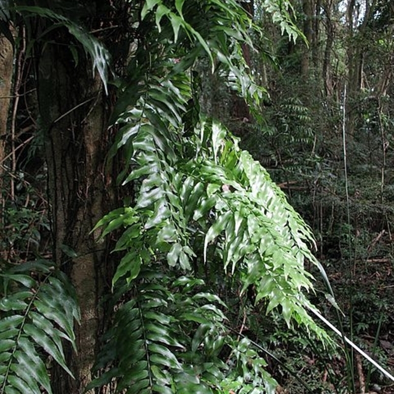 Arthropteris tenella