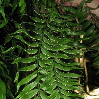 Arthropteris tenella