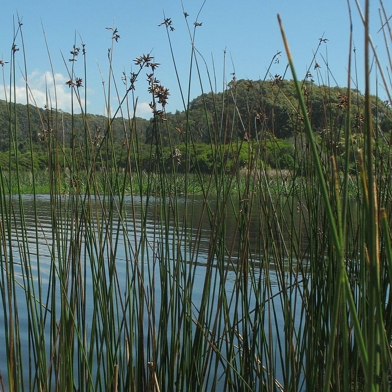 Bermagui Lagoon