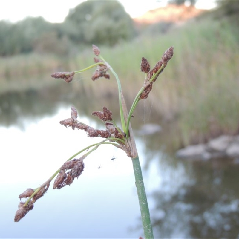 Schoenoplectus tabernaemontani