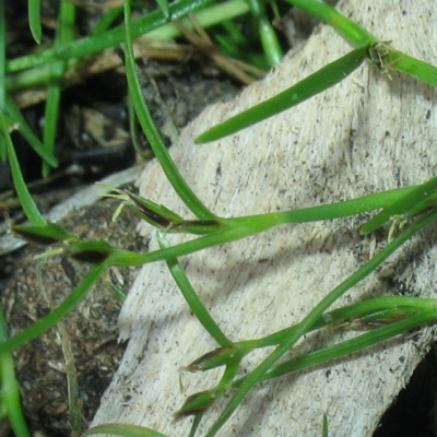 Single tiny flowers on leafy prostrate stems