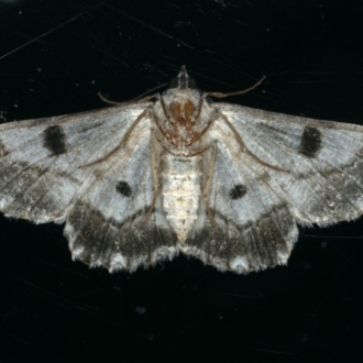 female underside