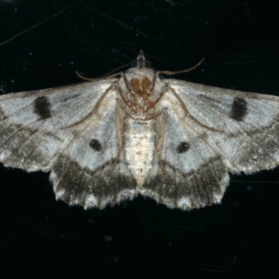 Scioglyptis chionomera