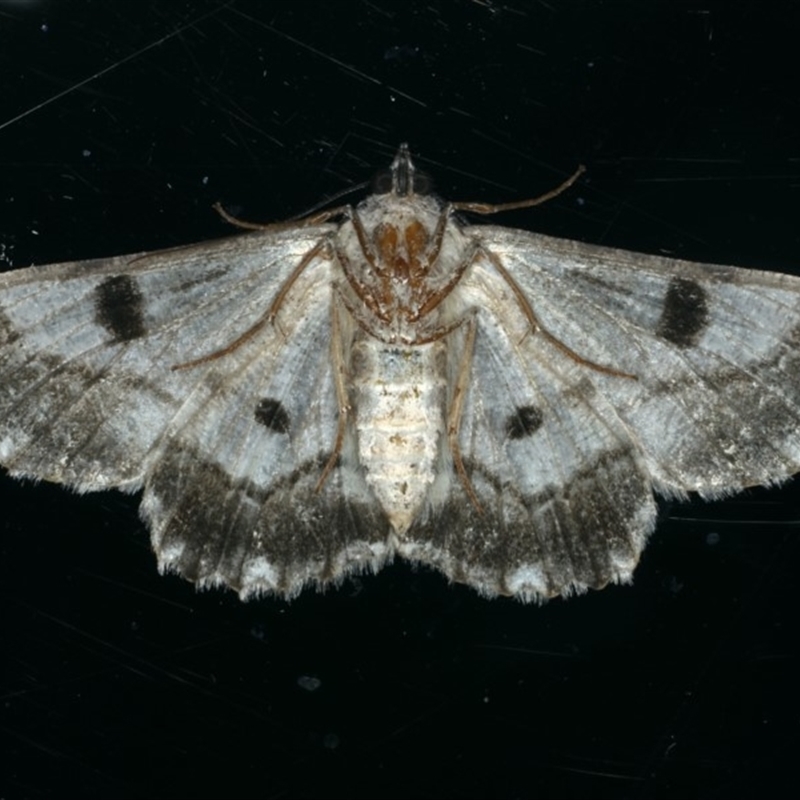 female underside