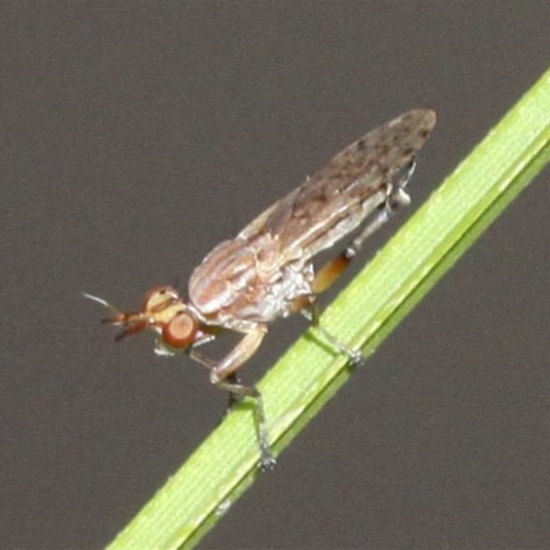 Sciomyzidae sp. (family)