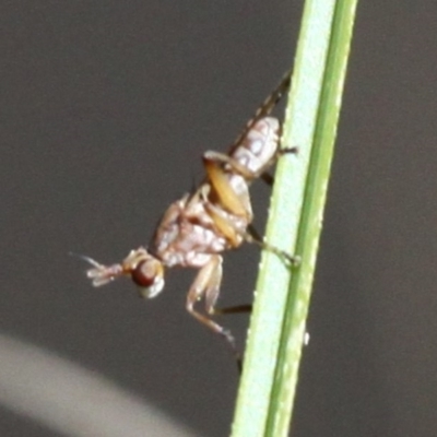 Sciomyzidae sp. (family)