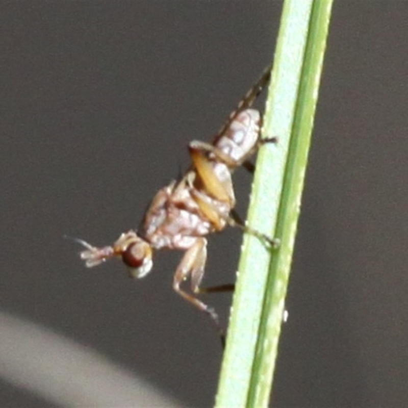 Sciomyzidae sp. (family)