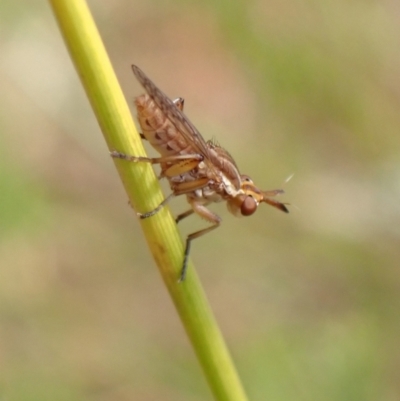 Sciomyzidae sp. (family)