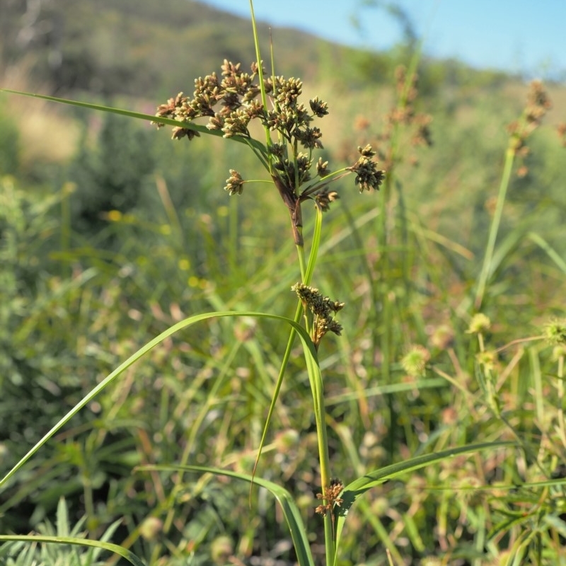 Scirpus polystachyus