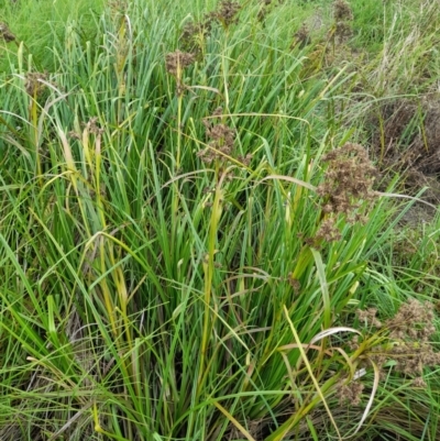 Scirpus polystachyus