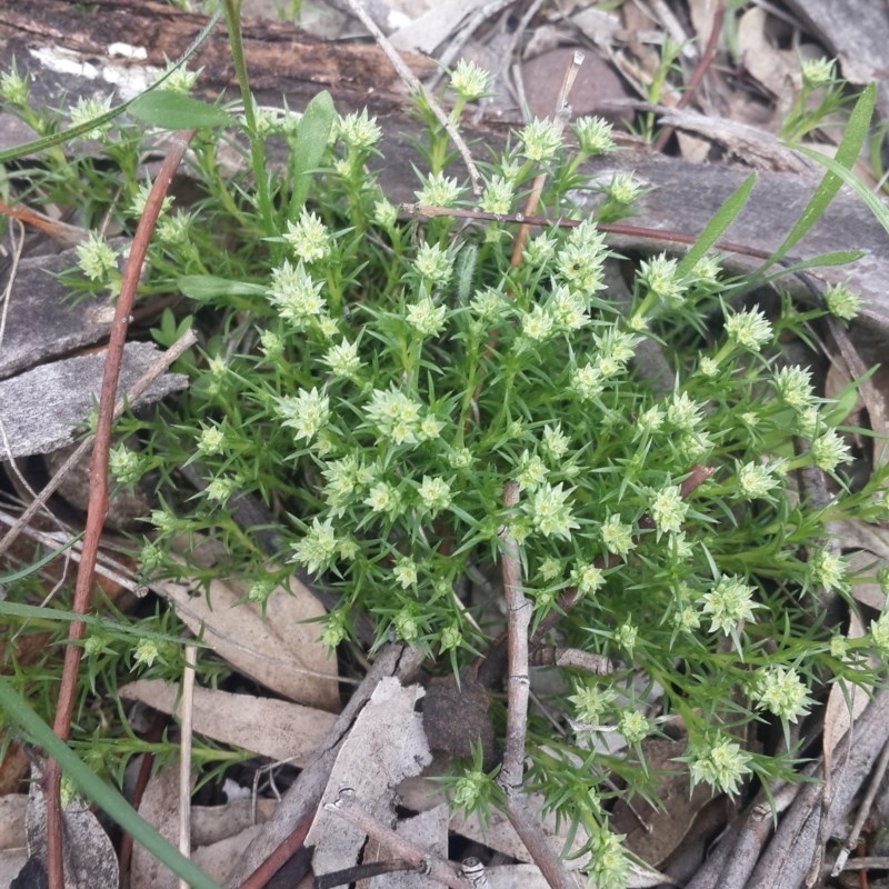 Scleranthus diander