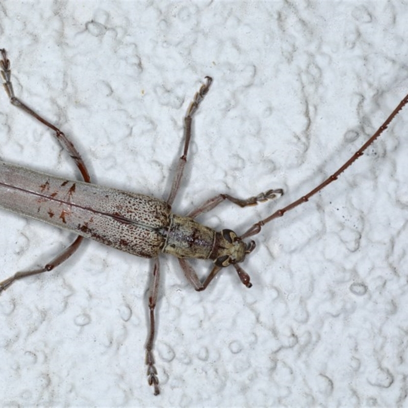 Scolecobrotus westwoodii