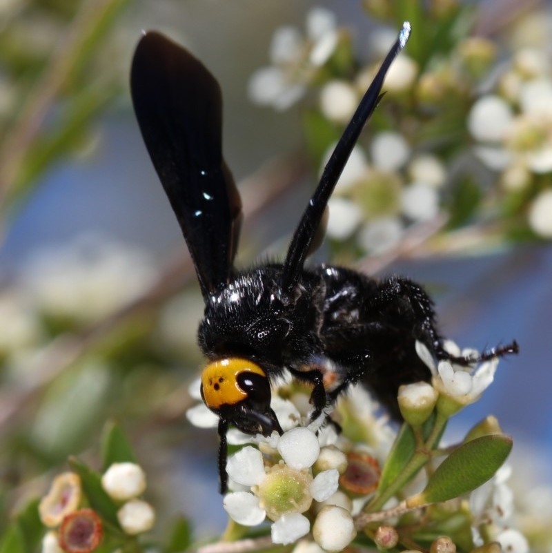 Scolia (Discolia) verticalis