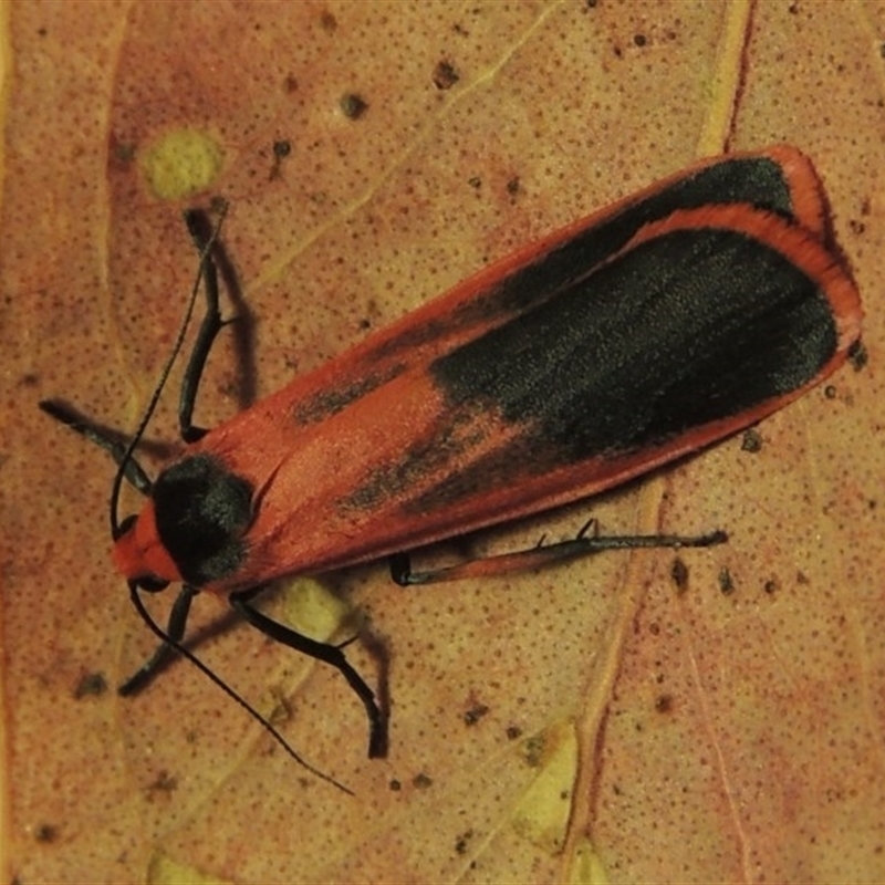 Scoliacma bicolora