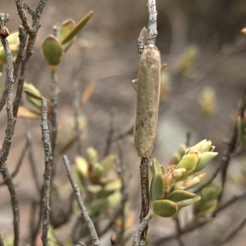 Scoliacma nana