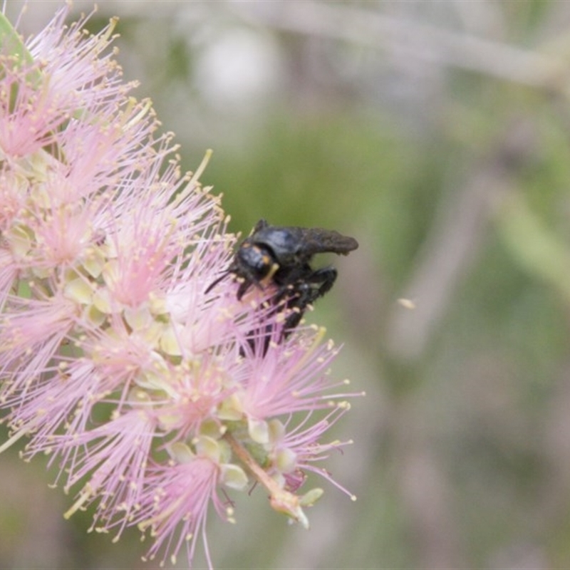 Scoliidae sp. (family)