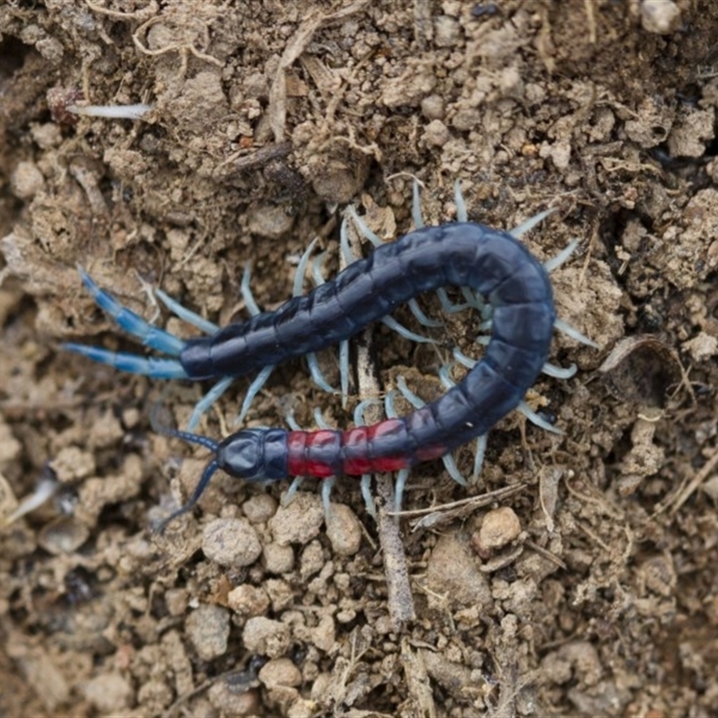 Scolopendra laeta