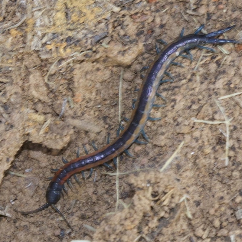 Scolopendra laeta