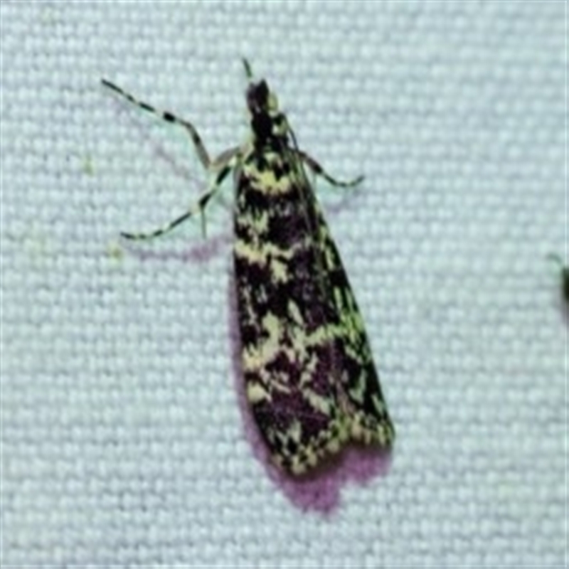 Scoparia exhibitalis