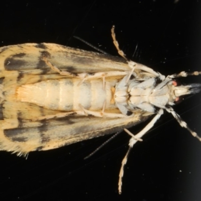 Scoparia exhibitalis