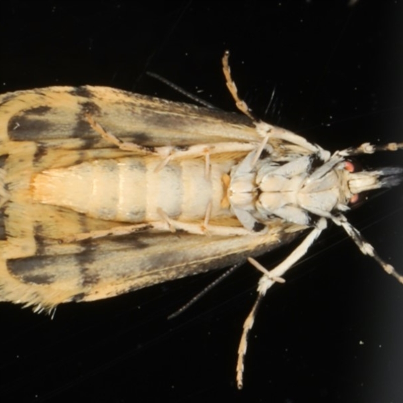 Scoparia exhibitalis