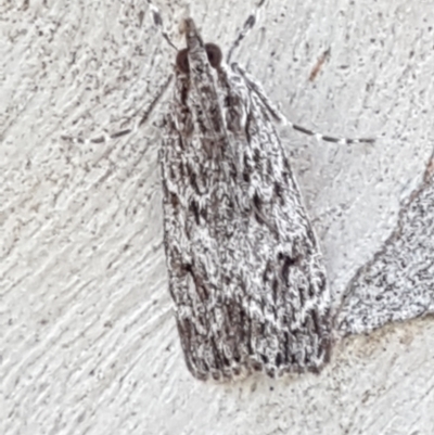 Scoparia favilliferella