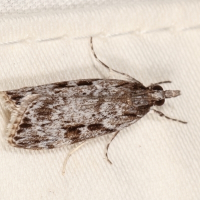 Scoparia ochrophara