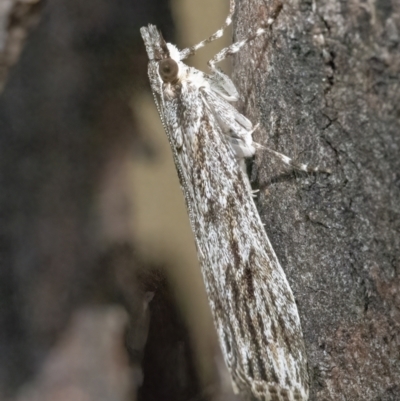 Scoparia ochrophara