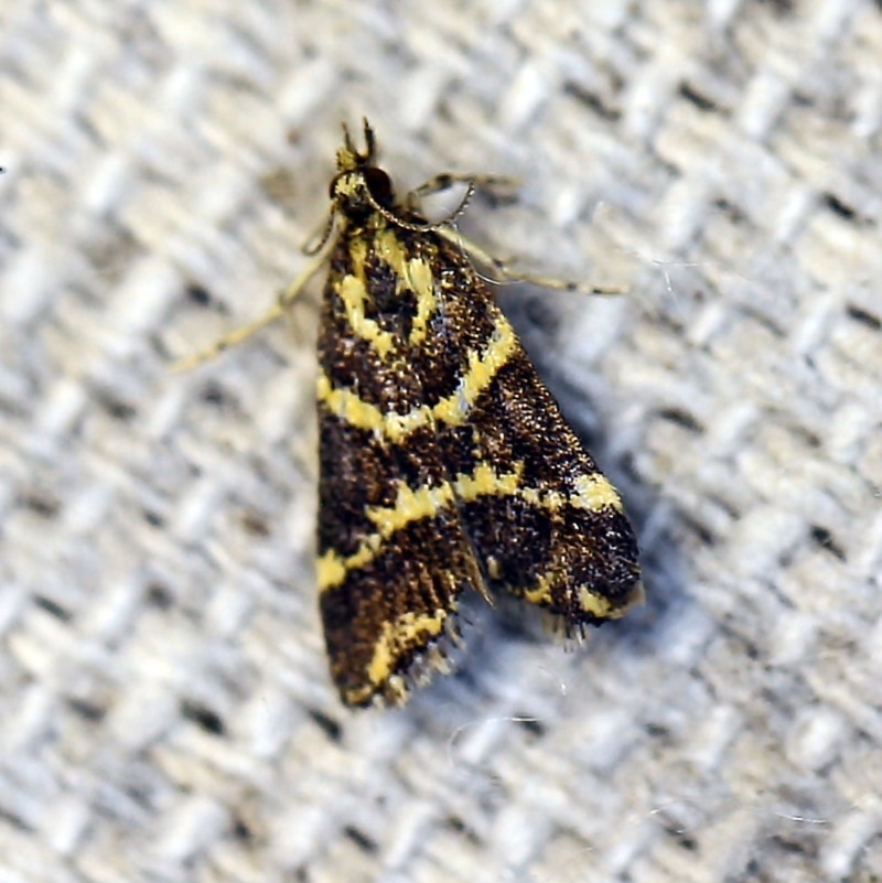 Scoparia spelaea