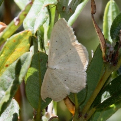 Scopula (genus)