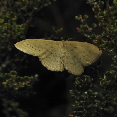 Scopula (genus)