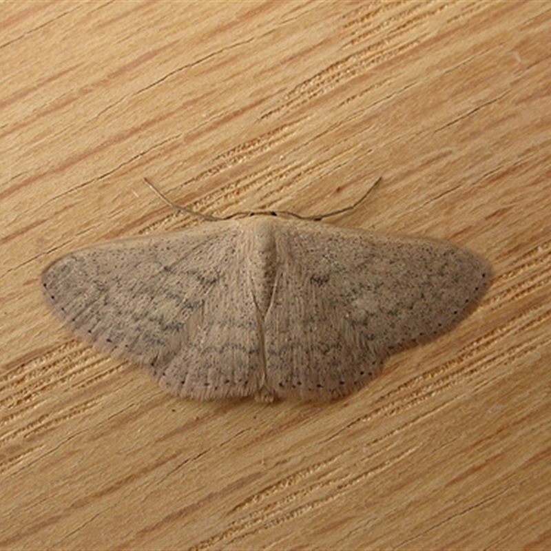 Scopula optivata