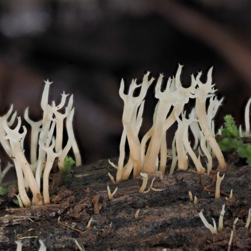 Artomyces sp.
